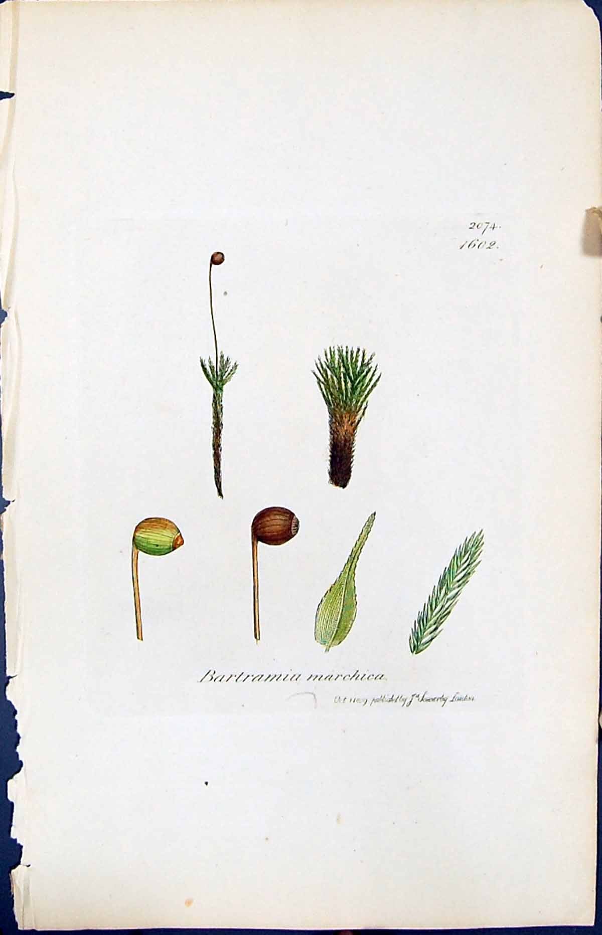 Antique Old Print Bartramia Marchica British Plants Botany 1847 Sowerby Smith