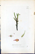 Antique Old Print Bartramia Arcuata British Plants Botany 1847 Sowerby Smith