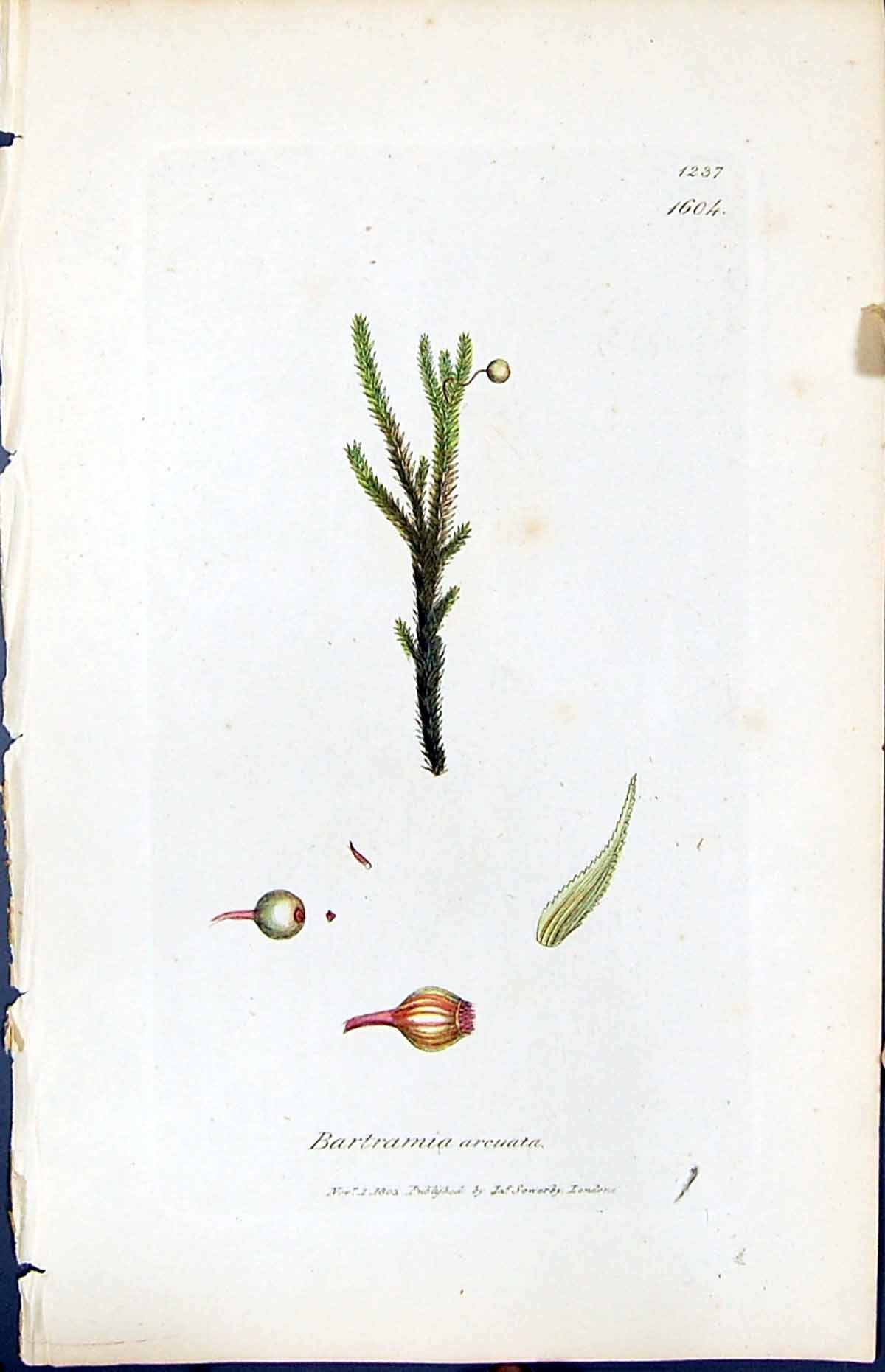 Antique Old Print Bartramia Arcuata British Plants Botany 1847 Sowerby Smith