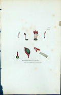 Antique Old Print Buxbaumia Aphylla British Plants Botany 1847 Sowerby Smith
