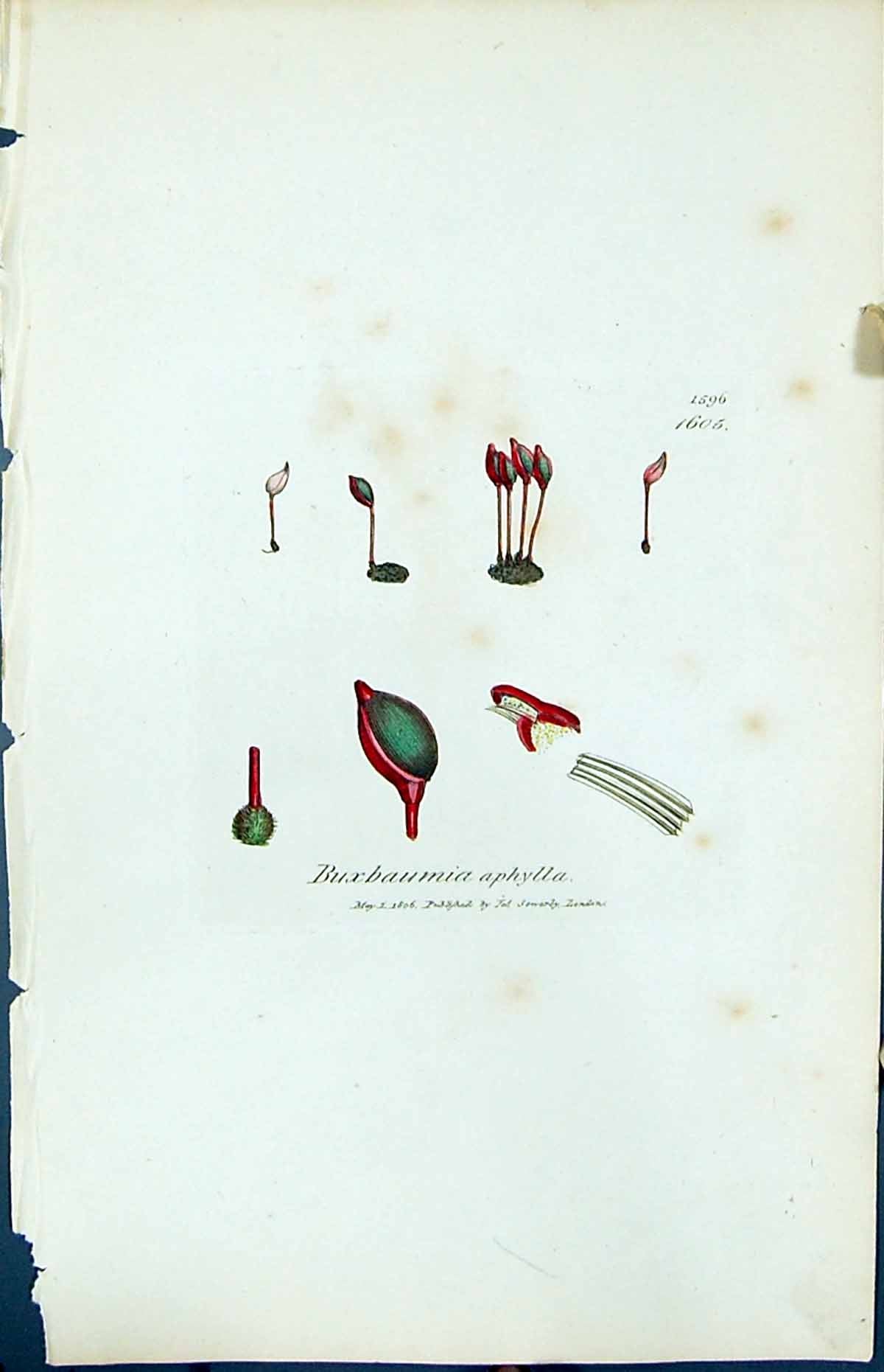 Antique Old Print Buxbaumia Aphylla British Plants Botany 1847 Sowerby Smith