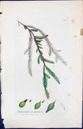 Old Fontinalis Antipyretica British Plants Botany 1847 Sowerby Smith Victorian