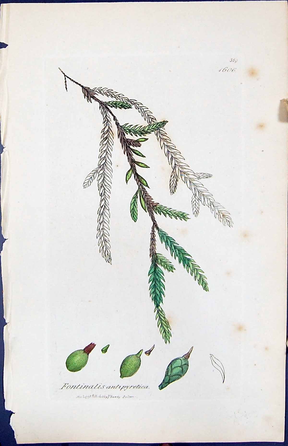 Old Fontinalis Antipyretica British Plants Botany 1847 Sowerby Smith Victorian
