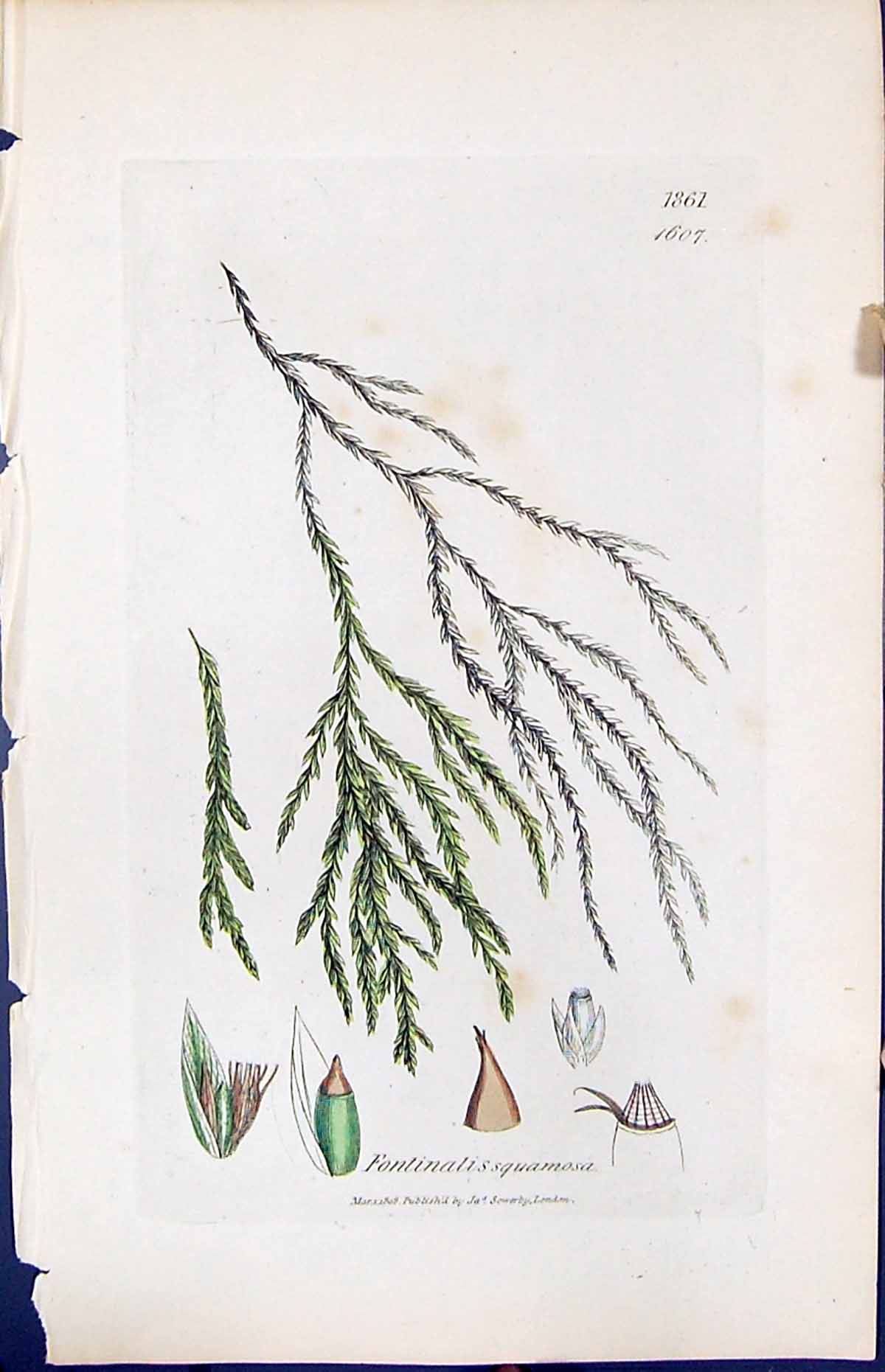 Antique Print Fontinalis Squamosa British Plants Botany 1847 Sowerby Smith 19th