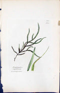 Old Print Fontinalis Capillacea British Plants Botany 1847 Sowerby Smith 19th