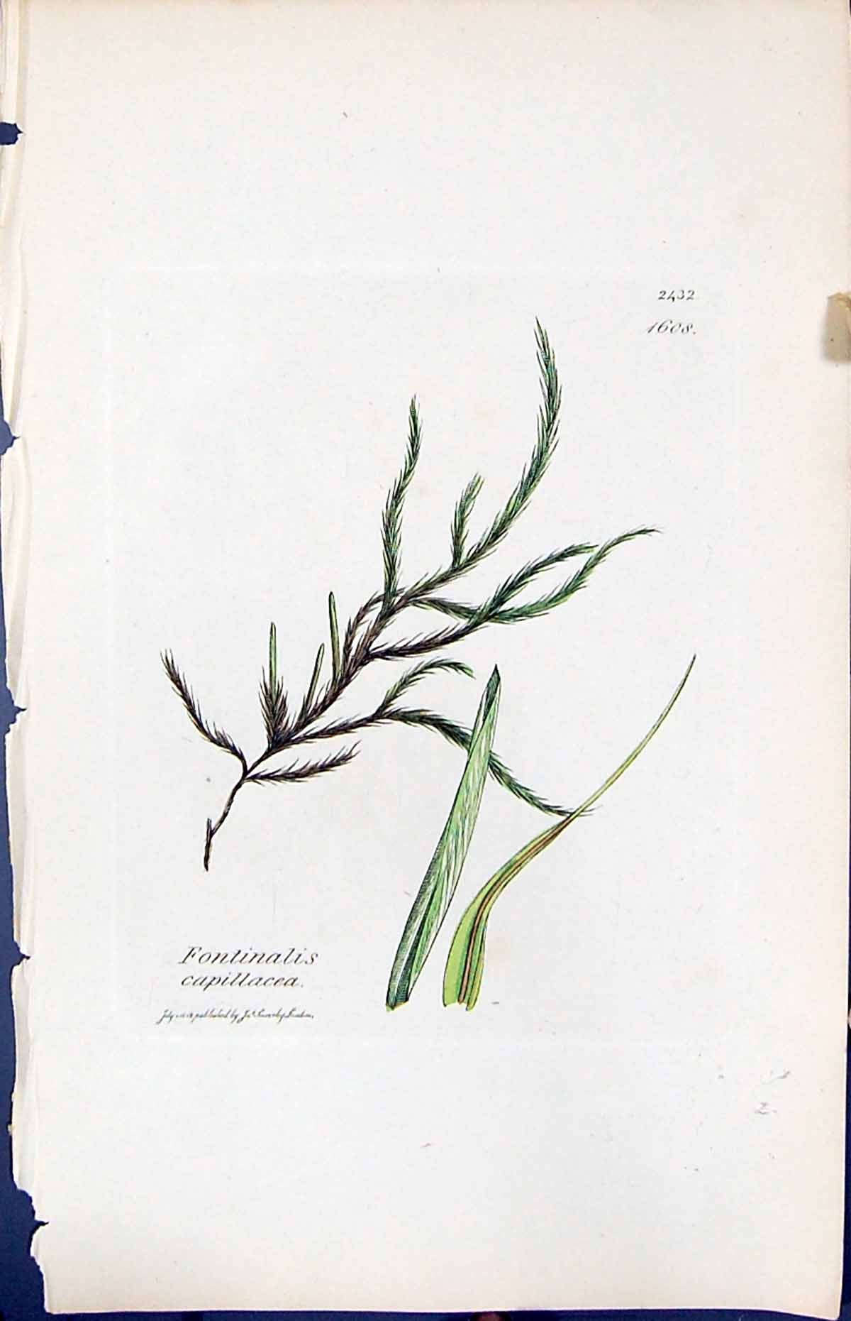 Old Print Fontinalis Capillacea British Plants Botany 1847 Sowerby Smith 19th
