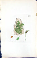 Old Print Neckera Pumila British Plants Botany 1847 Sowerby Smith Colour 19th