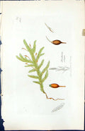 Old Print Neckera Crispa British Plants Botany 1847 Sowerby Smith Colour 19th