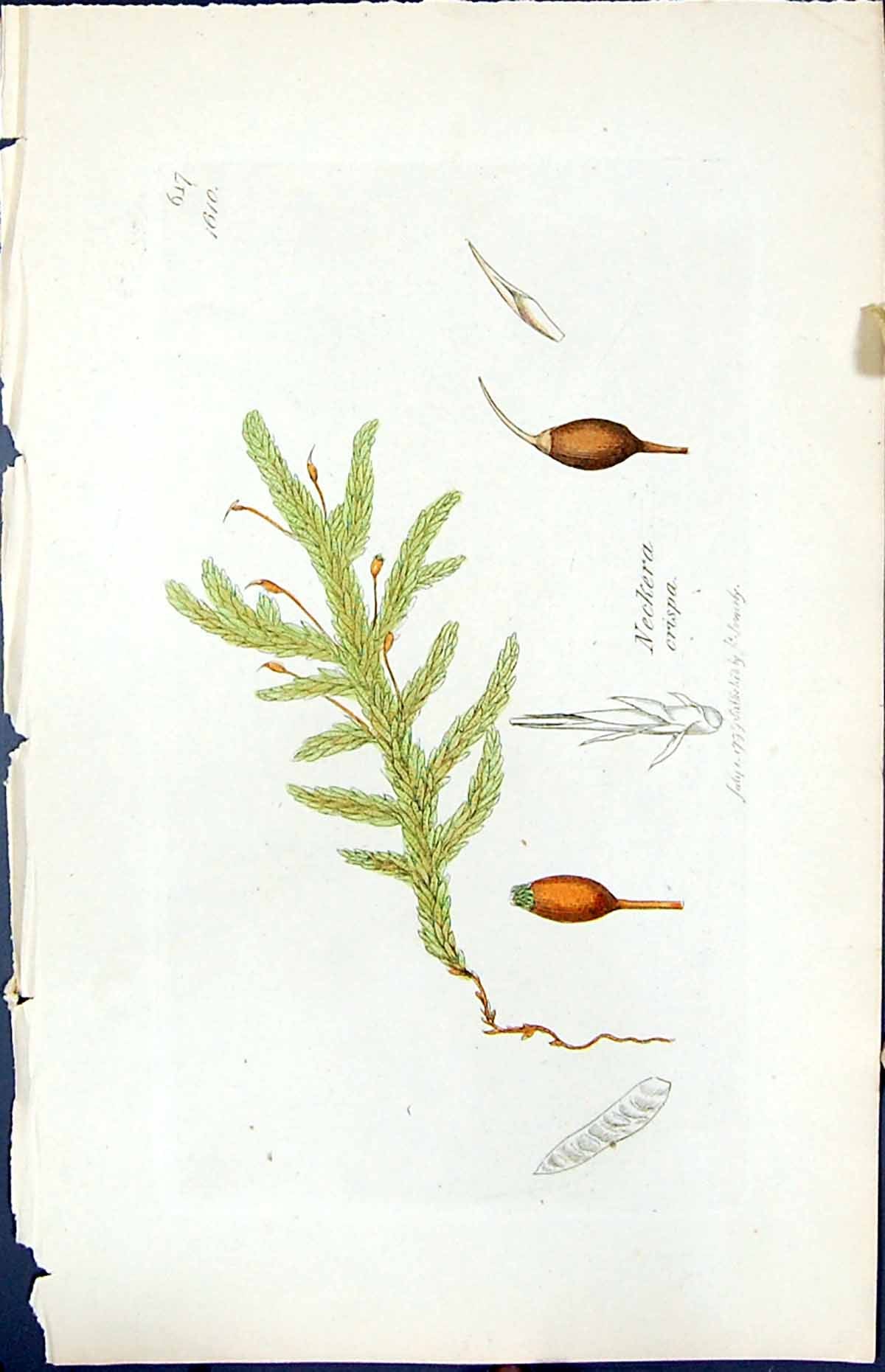 Old Print Neckera Crispa British Plants Botany 1847 Sowerby Smith Colour 19th