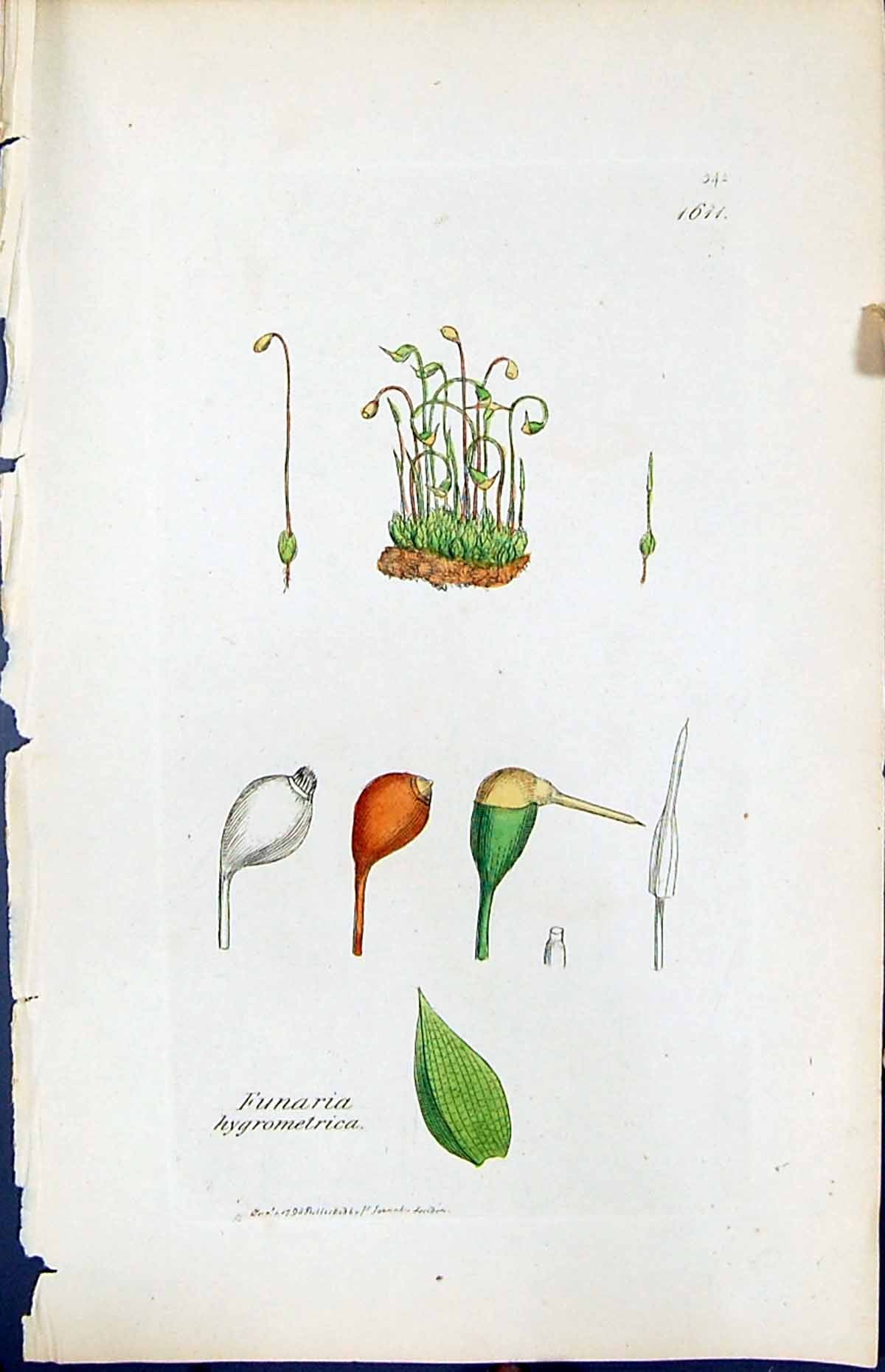 Antique Print Funaria Hygrometrica British Plants Botany 1847 Sowerby Smith