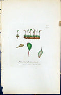 Antique Print Funaria Muhleubergii British Plants Botany 1847 Sowerby Smith
