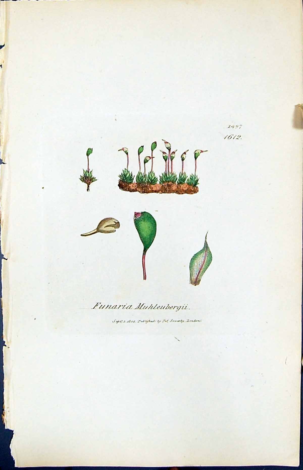 Antique Print Funaria Muhleubergii British Plants Botany 1847 Sowerby Smith
