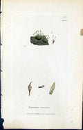 Antique Old Print Zygodon Conoideus British Plants Botany 1847 Sowerby Smith