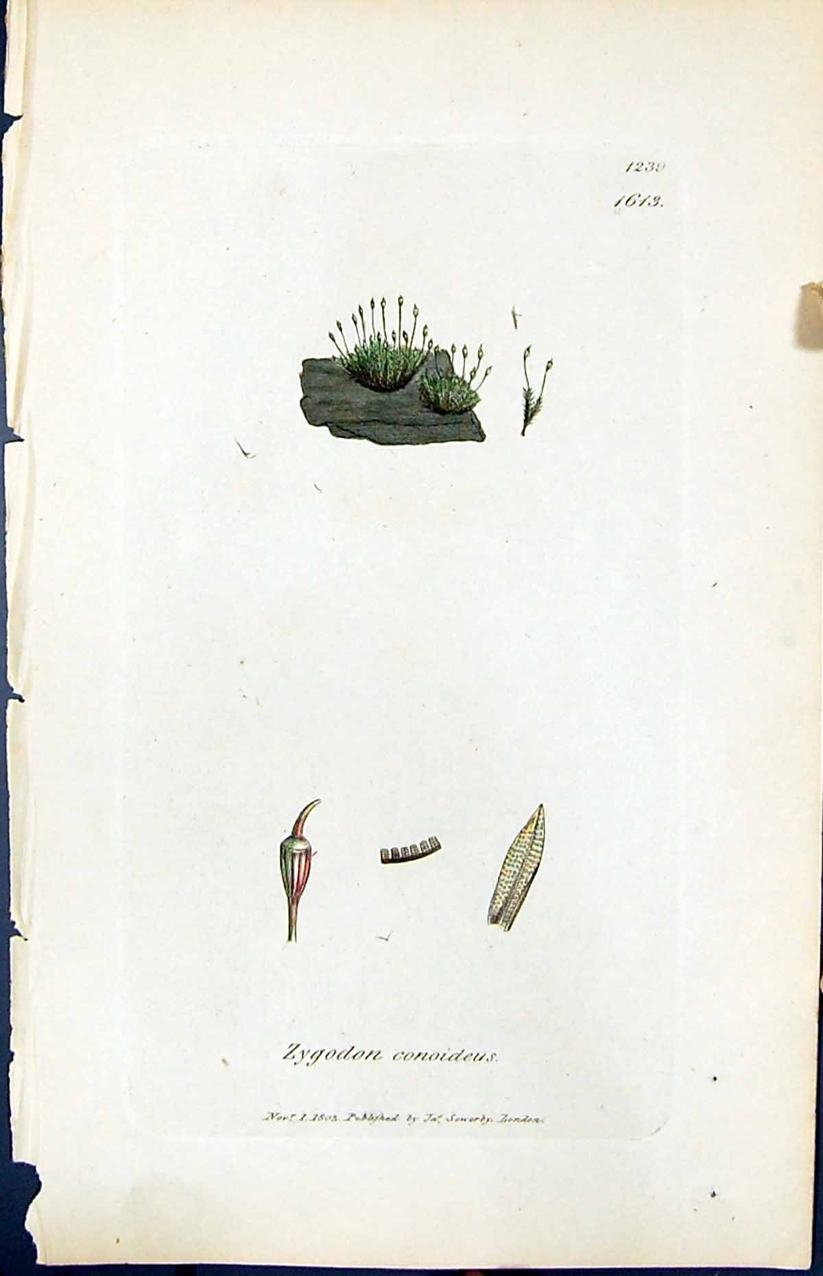Antique Old Print Zygodon Conoideus British Plants Botany 1847 Sowerby Smith