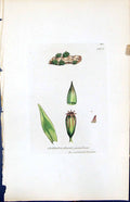 Antique Print Orthotrichum Pumilum British Plants Botany 1847 Sowerby Smith