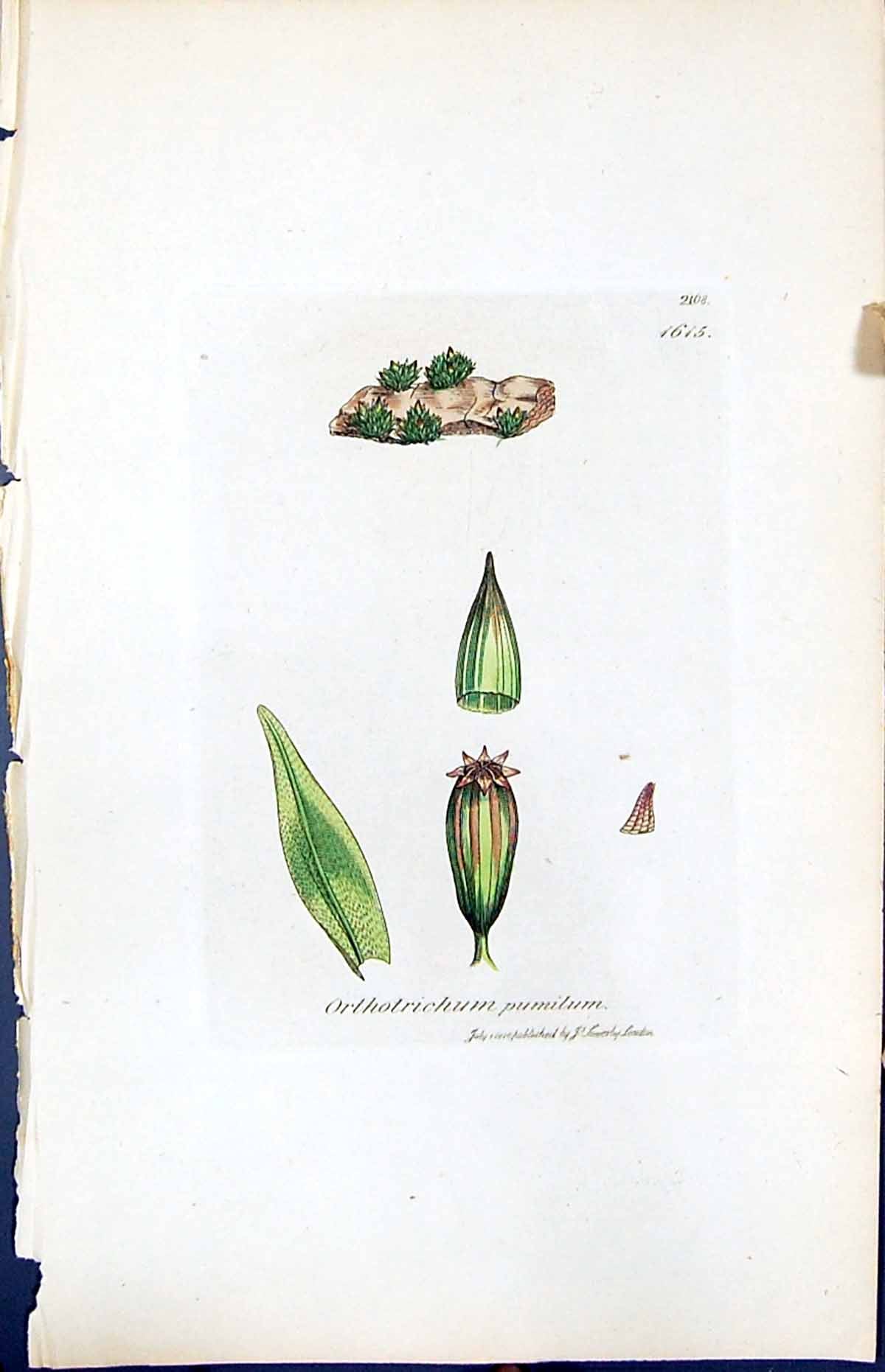 Antique Print Orthotrichum Pumilum British Plants Botany 1847 Sowerby Smith