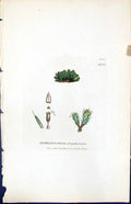 Old Print Orthotrichum Diaphanum British Plants Botany 1847 Sowerby Smith 19th