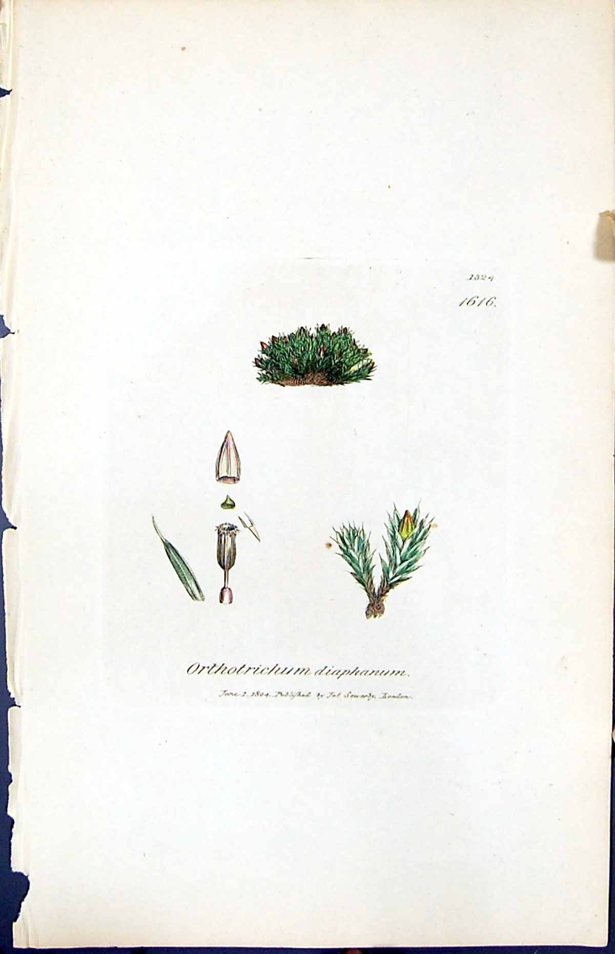 Old Print Orthotrichum Diaphanum British Plants Botany 1847 Sowerby Smith 19th