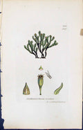 Old Print Orthotrichum Rivulare British Plants Botany 1847 Sowerby Smith 19th