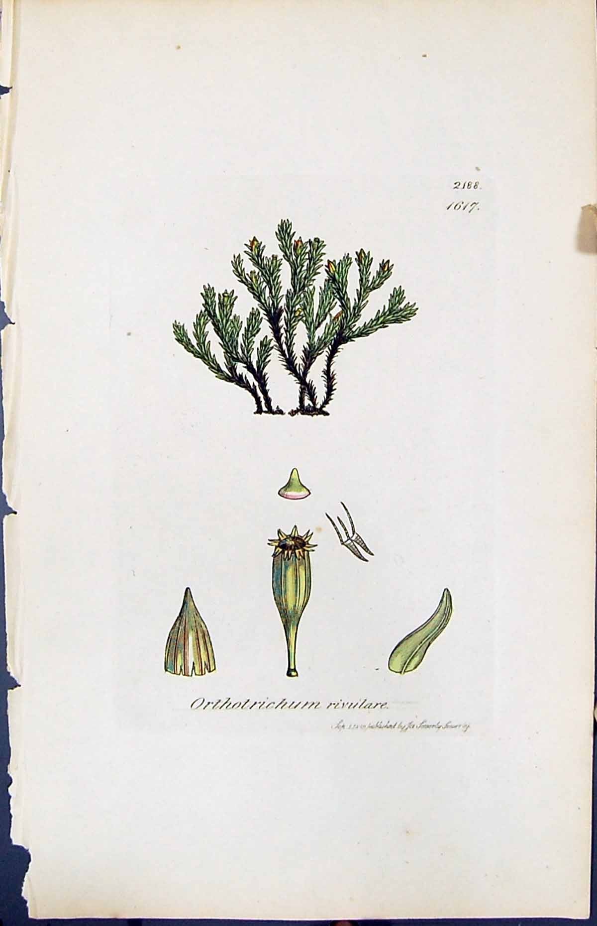 Old Print Orthotrichum Rivulare British Plants Botany 1847 Sowerby Smith 19th