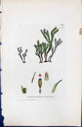 Old Print Orthotrichum Striatum British Plants Botany 1847 Sowerby Smith 19th