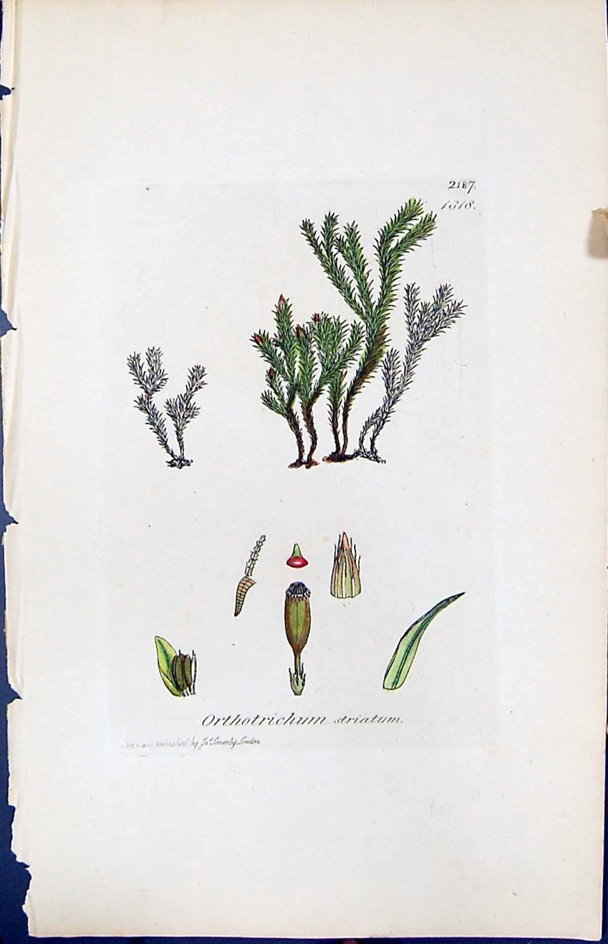 Old Print Orthotrichum Striatum British Plants Botany 1847 Sowerby Smith 19th