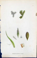 Antique Print Orthotrichum Lyellii British Plants Botany 1847 Sowerby Smith