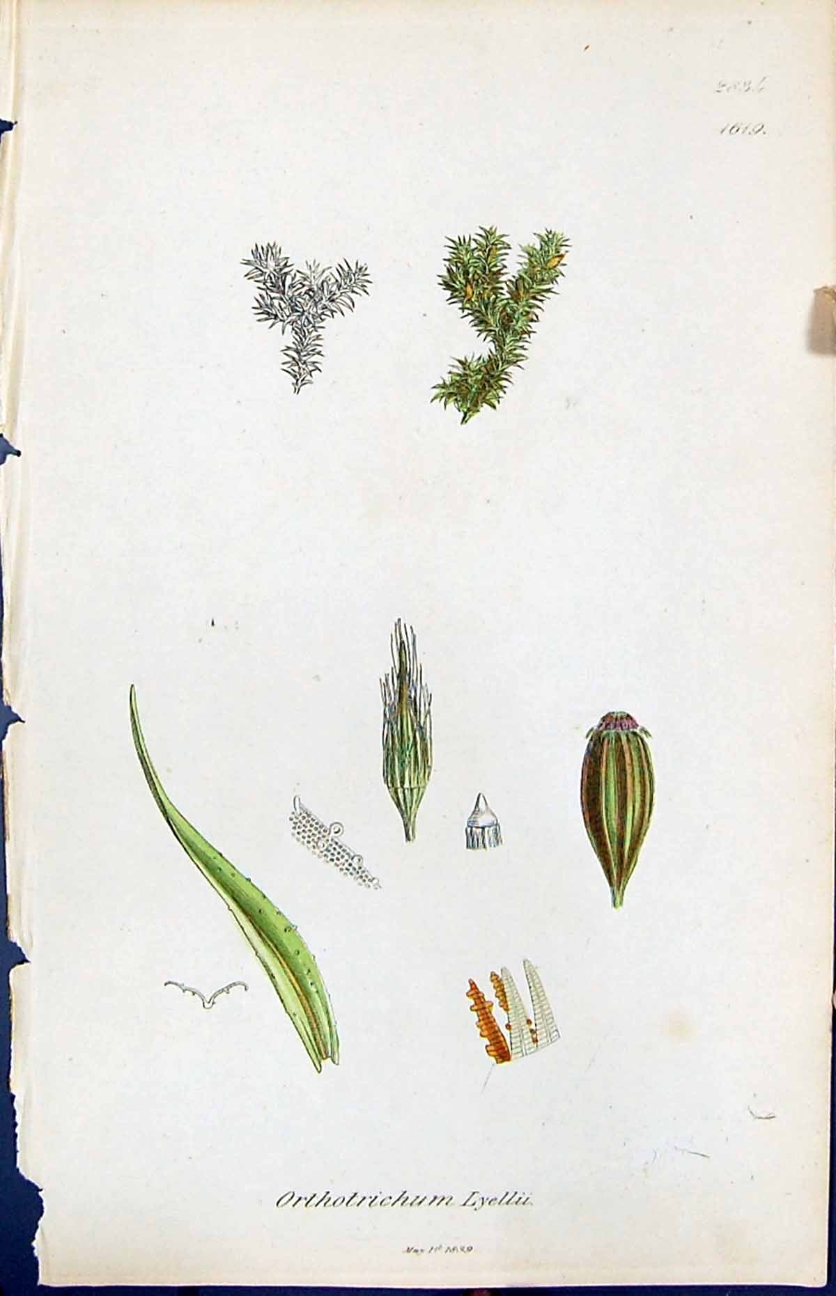 Antique Print Orthotrichum Lyellii British Plants Botany 1847 Sowerby Smith