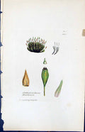 Old Orthotrichum Hutchinsiae British Plants Botany 1847 Sowerby Smith Victorian