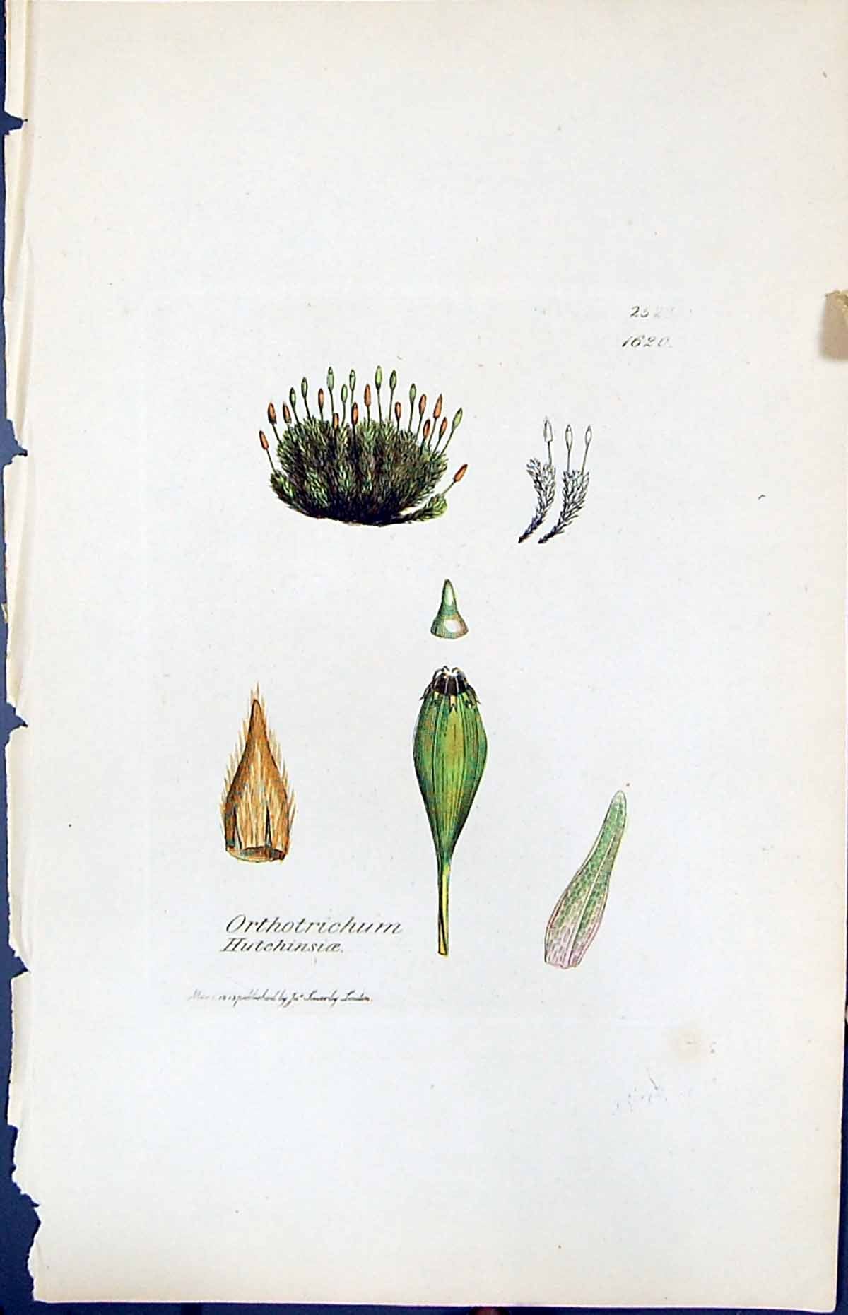Old Orthotrichum Hutchinsiae British Plants Botany 1847 Sowerby Smith Victorian