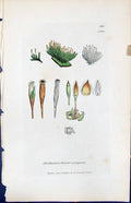 Antique Print Orthotrichum Crispum British Plants Botany 1847 Sowerby Smith