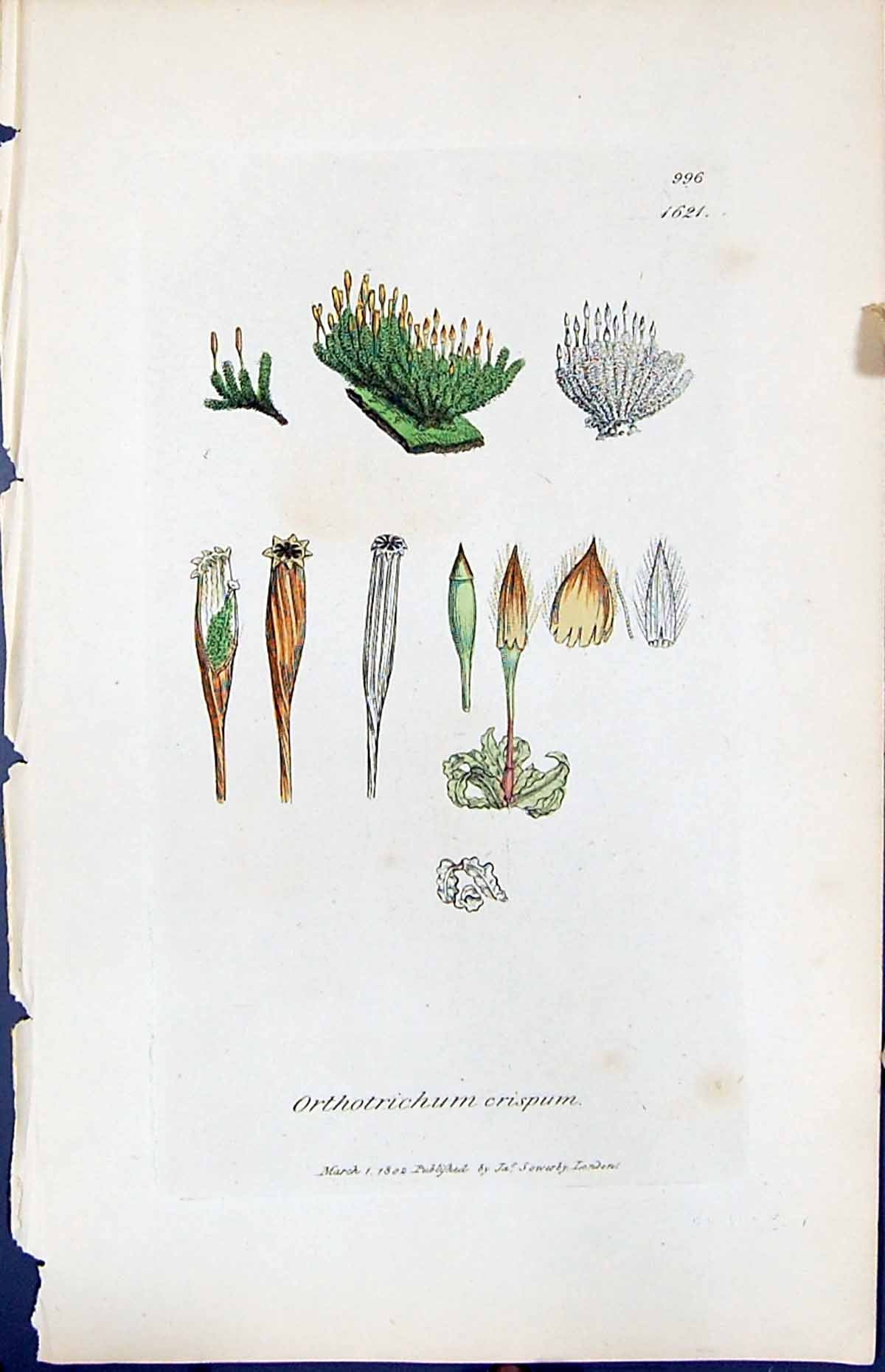 Antique Print Orthotrichum Crispum British Plants Botany 1847 Sowerby Smith