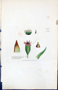 Old Orthotrichum Pulchellum British Plants Botany 1847 Sowerby Smith Victorian