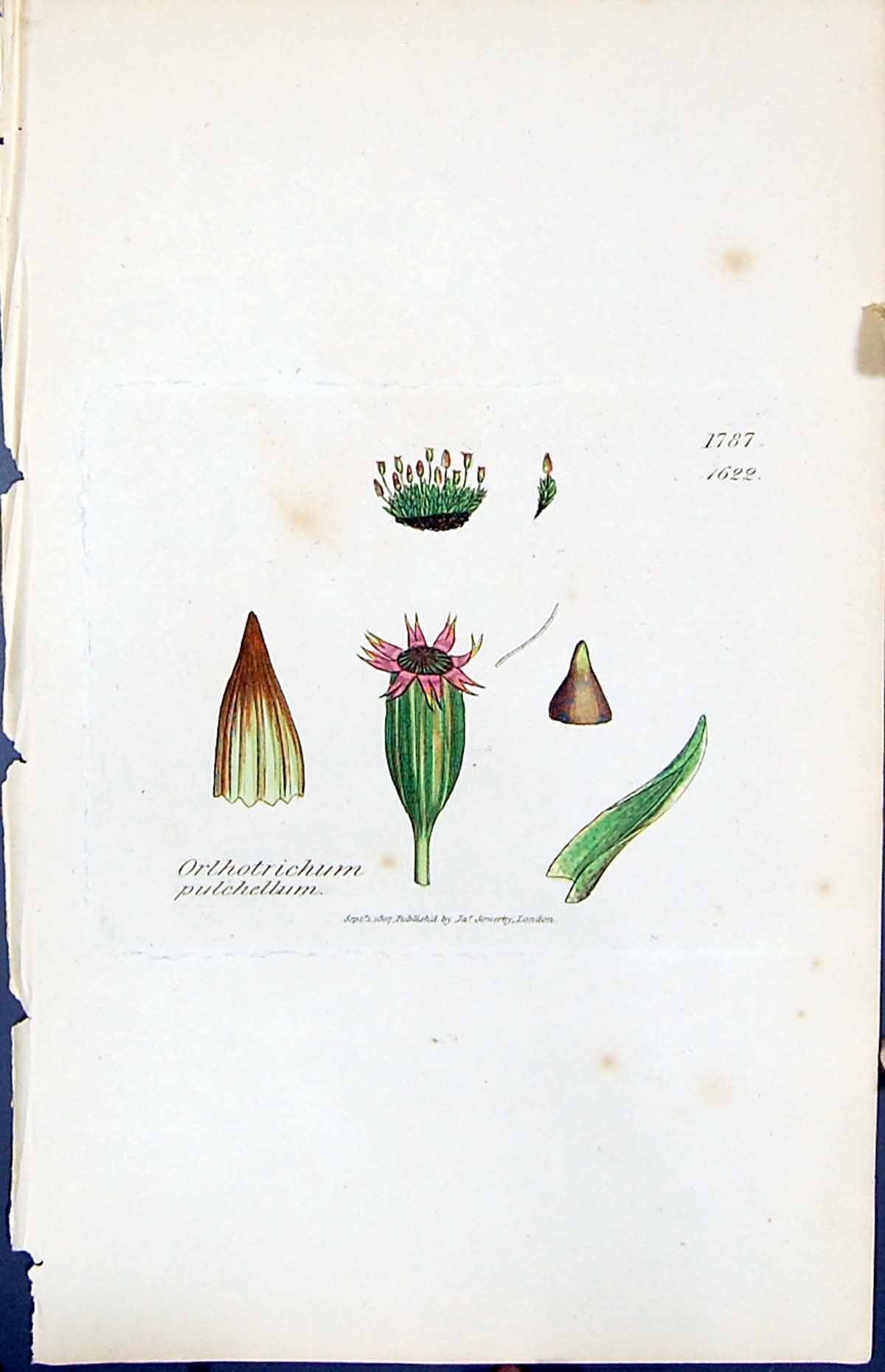 Old Orthotrichum Pulchellum British Plants Botany 1847 Sowerby Smith Victorian