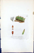 Old Print Orthotrichum Cupulatum British Plants Botany 1847 Sowerby Smith 19th