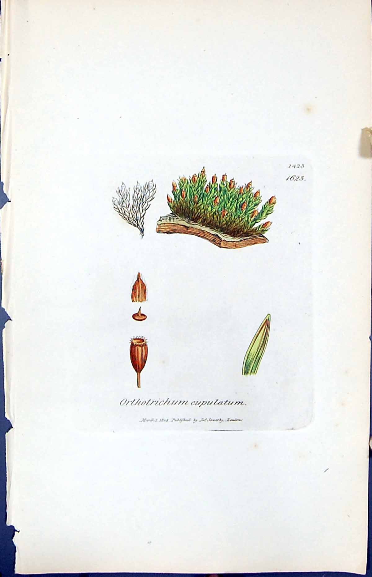 Old Print Orthotrichum Cupulatum British Plants Botany 1847 Sowerby Smith 19th