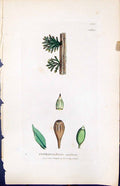 Antique Old Print Orthotrichum Nudum British Plants Botany 1847 Sowerby Smith