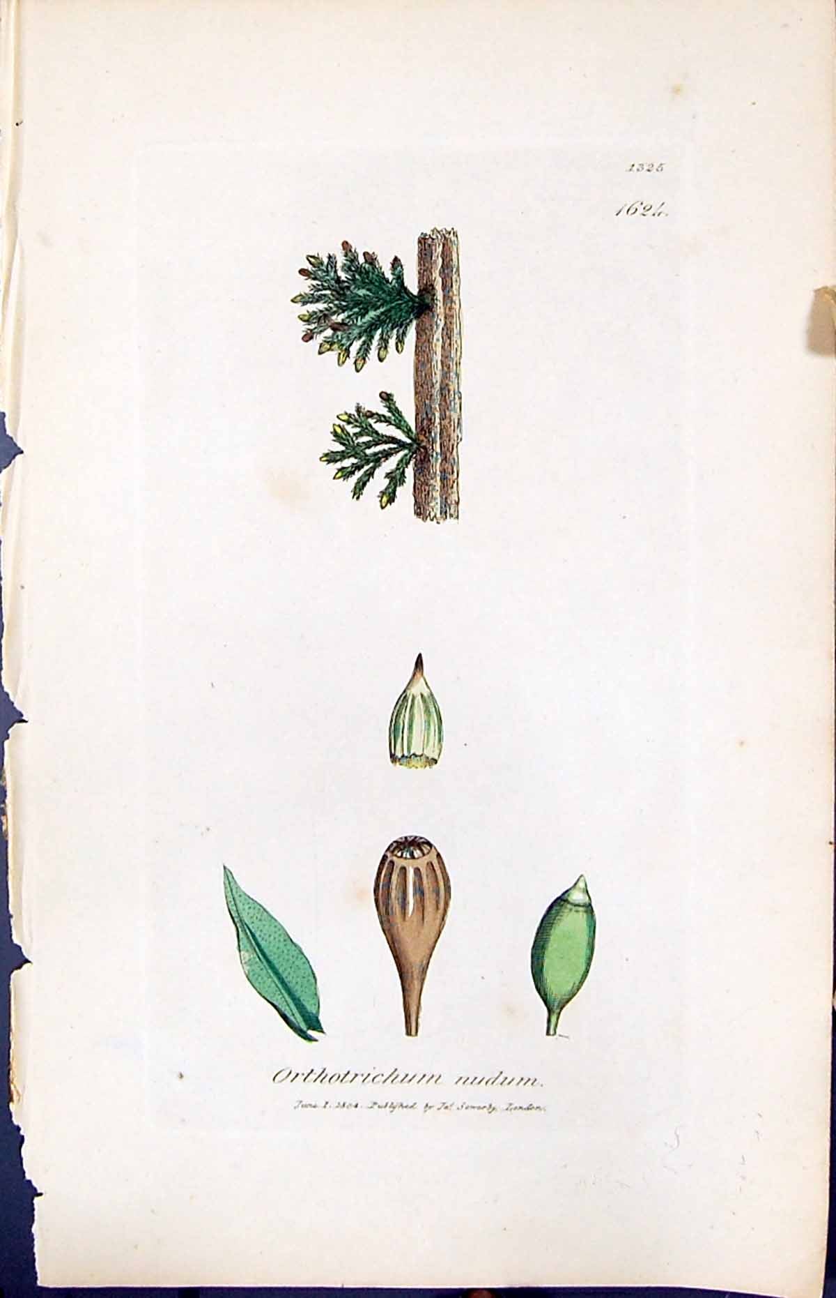 Antique Old Print Orthotrichum Nudum British Plants Botany 1847 Sowerby Smith