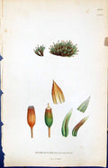 Old Print Orthotrichum Anomalum British Plants Botany 1847 Sowerby Smith 19th
