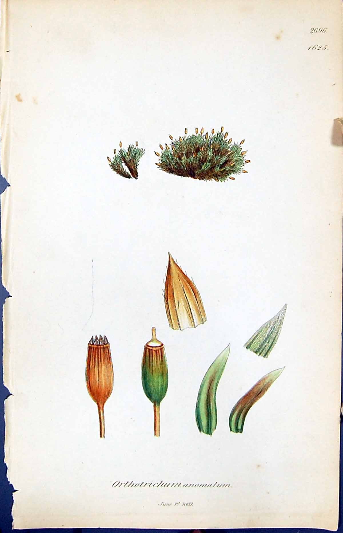 Old Print Orthotrichum Anomalum British Plants Botany 1847 Sowerby Smith 19th