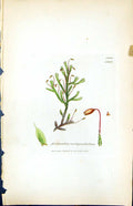 Old Print Anomodon Curtipendulum British Plants Botany 1847 Sowerby Smith 19th