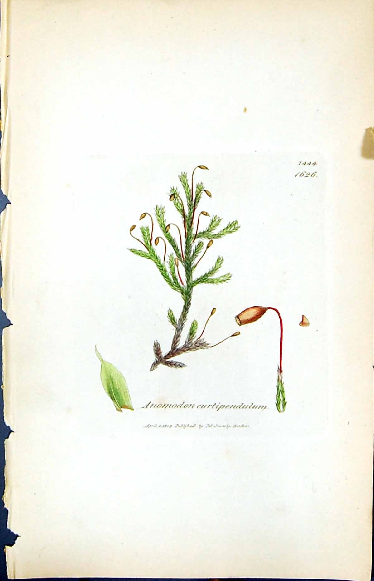 Old Print Anomodon Curtipendulum British Plants Botany 1847 Sowerby Smith 19th