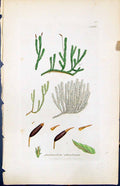 Antique Print Anomodon Viticulosum British Plants Botany 1847 Sowerby Smith