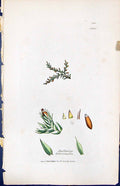Antique Print Daltonia Heteromalla British Plants Botany 1847 Sowerby Smith