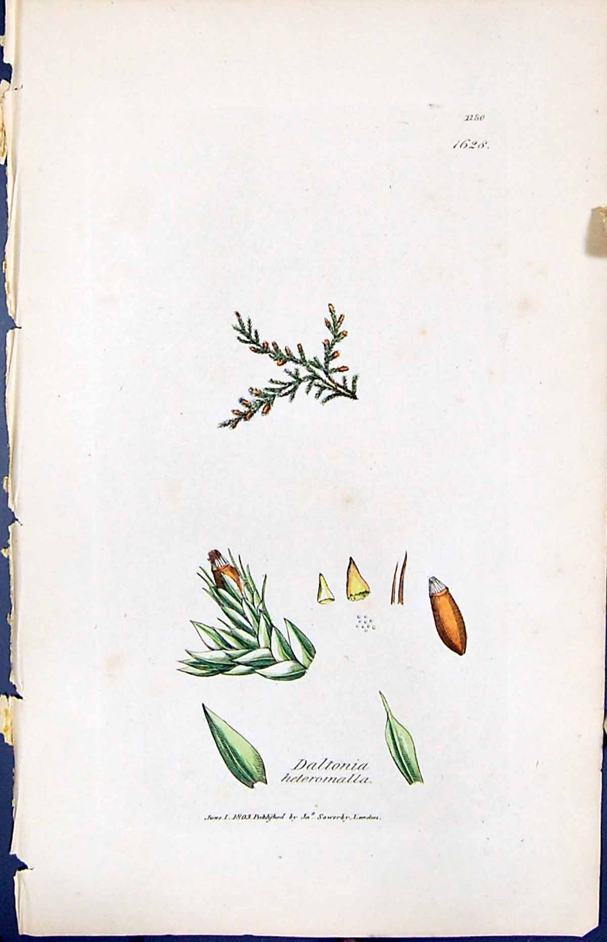 Antique Print Daltonia Heteromalla British Plants Botany 1847 Sowerby Smith