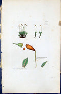 Old Print Entosthodon Templetoni British Plants Botany 1847 Sowerby Smith 19th