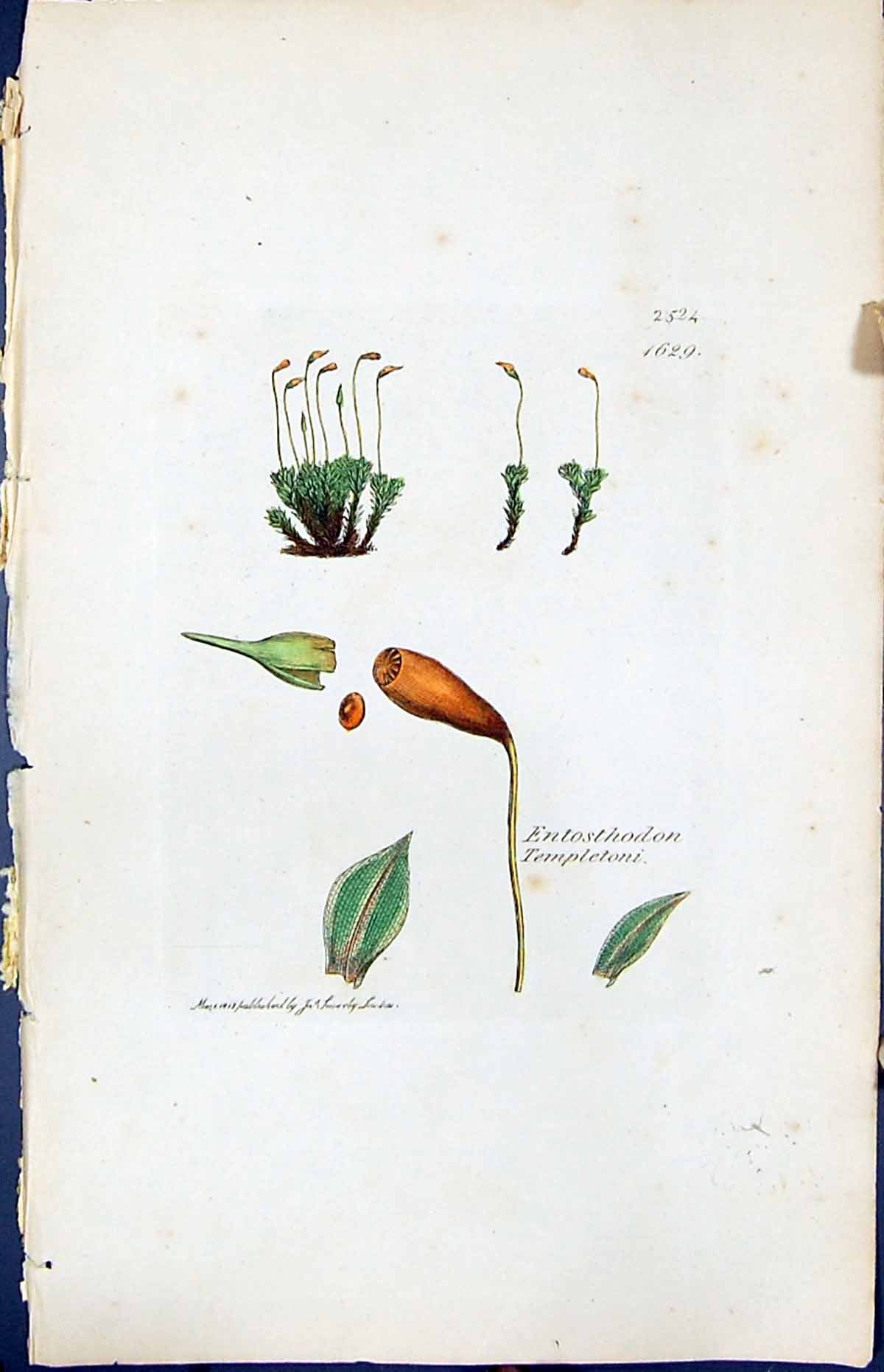 Old Print Entosthodon Templetoni British Plants Botany 1847 Sowerby Smith 19th