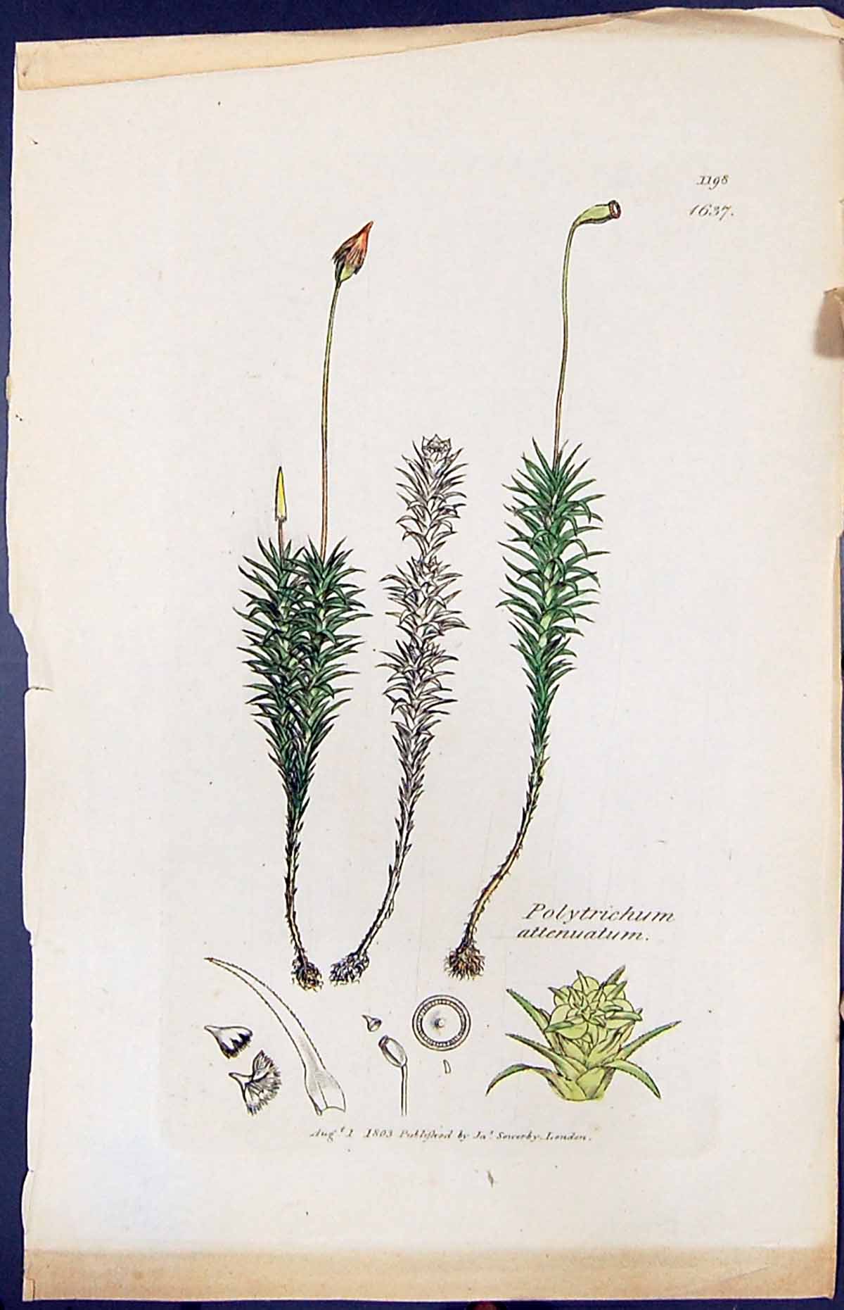 Old Print Polytrichum Attenuatum British Plants Botany 1847 Sowerby Smith 19th
