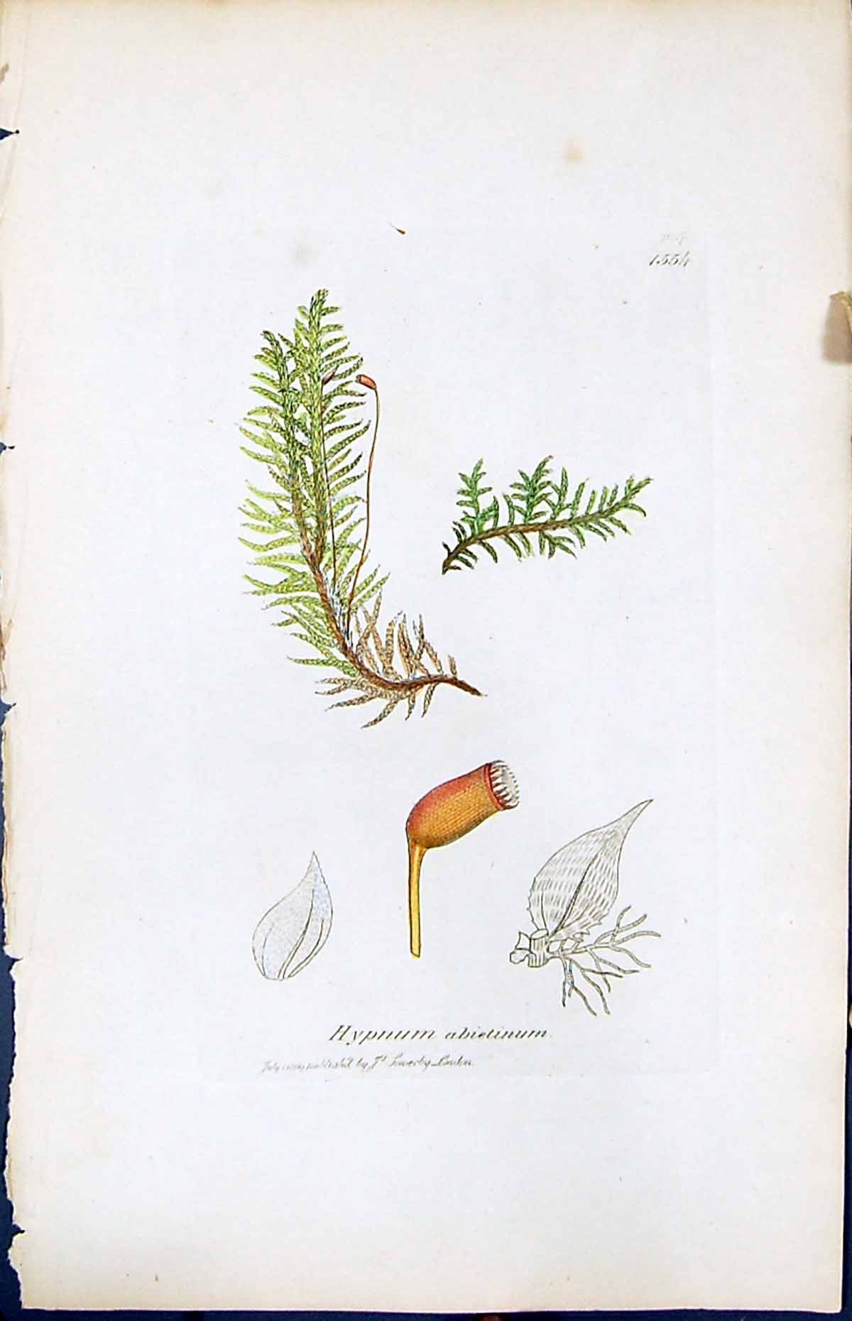 Antique Old Print Hypnum Abietinum British Plants Botany 1847 Sowerby Smith