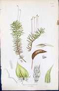 Antique Old Print Hypnum Laricinum British Plants Botany 1847 Sowerby Smith